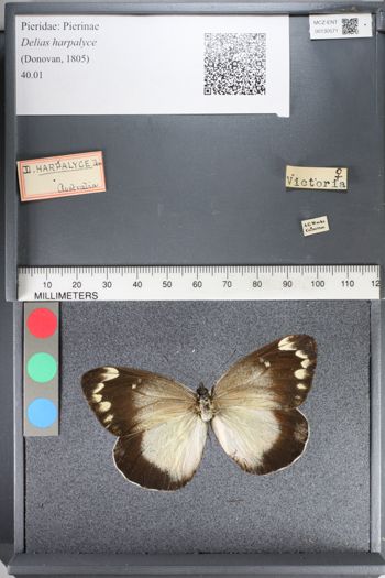 Media type: image;   Entomology 130571